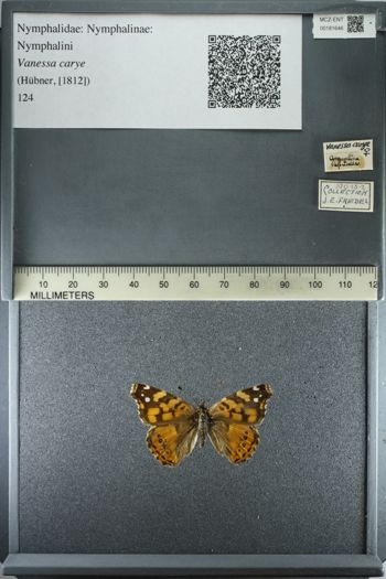 Media type: image;   Entomology 181646